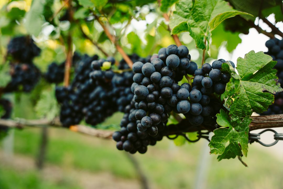 Weinwissen: Drei spannende Fakten zur Lese