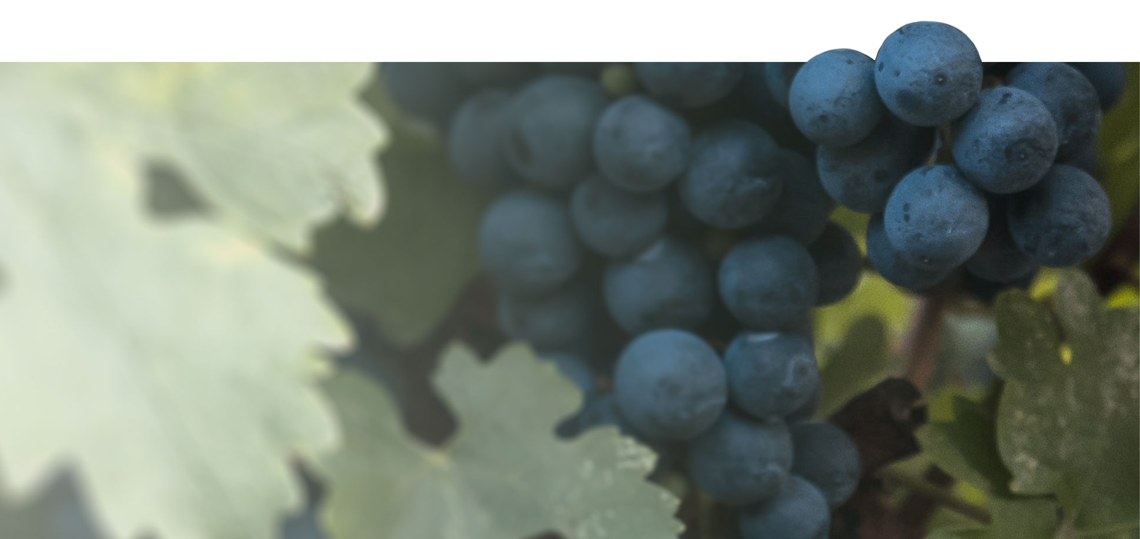 Rote Trauben im Weinberg WZG Rebsorten rote Trauben