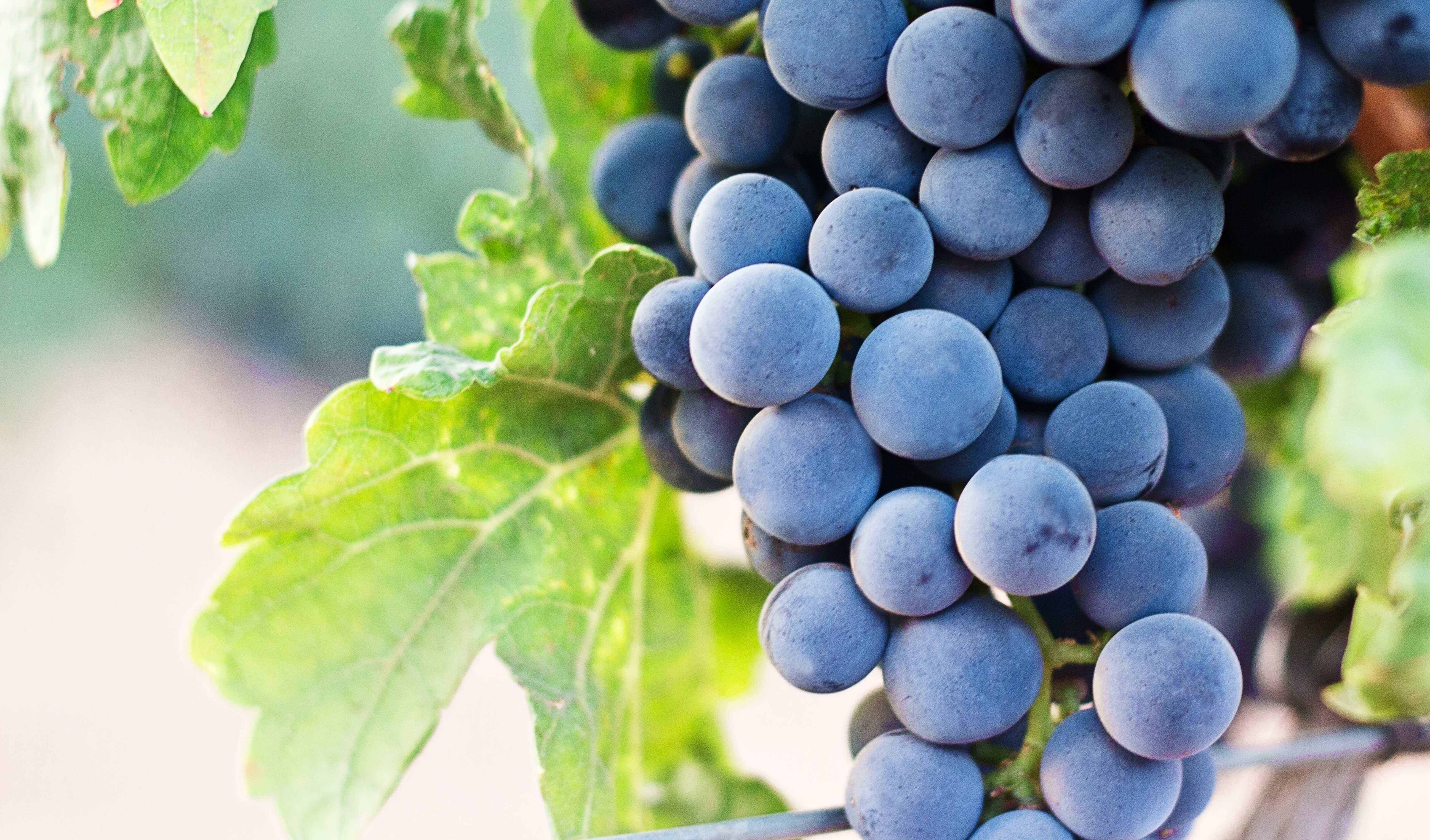 Rote Trauben im Weinberg WZG Rote Trauben