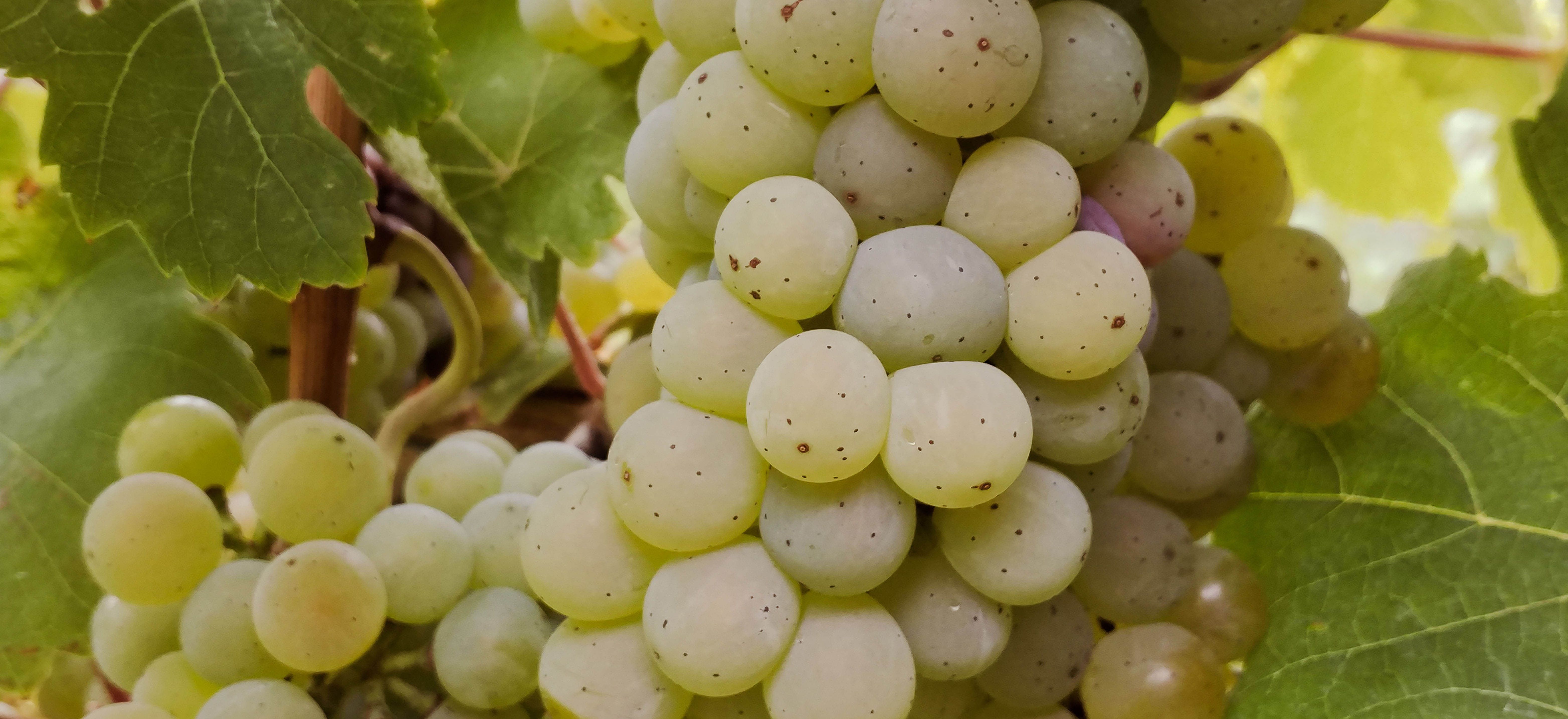 Weiße Trauben im Weinberg Weiße Trauben WZG