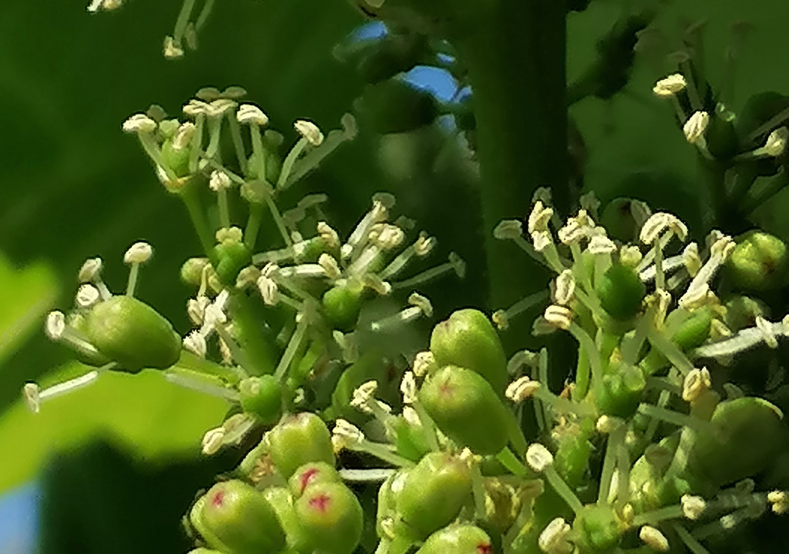 Traubenblüte Juni 2023