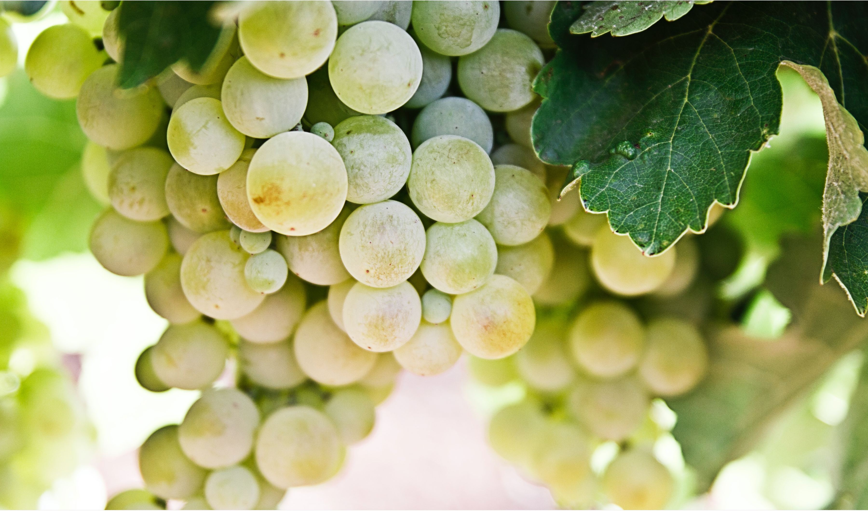 WZG Weintrauben weiss